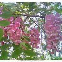 微信梨树头像_高清梨树微信头像