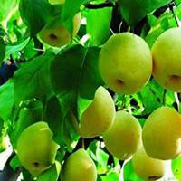 微信梨树头像_高清梨树微信头像