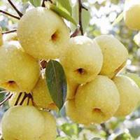 微信梨树头像_高清梨树微信头像