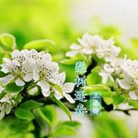 微信梨树头像_高清梨树微信头像