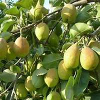 微信梨树头像_高清梨树微信头像