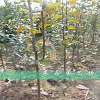 微信梨树头像_高清梨树微信头像