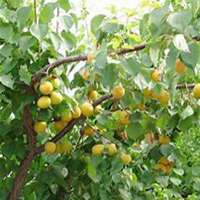 微信梨树头像_高清梨树微信头像