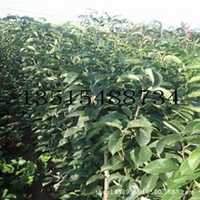 微信梨树头像_高清梨树微信头像