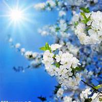 微信梨花头像_高清梨花花朵图片大全