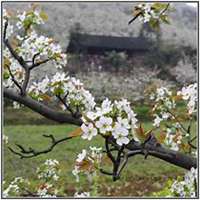 微信梨花头像_高清梨花花朵图片大全