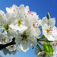 微信梨花头像_高清梨花花朵图片大全