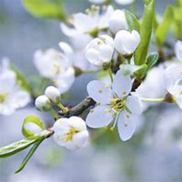 微信梨花头像_高清梨花花朵图片大全