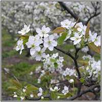 微信梨花头像_高清梨花花朵图片大全