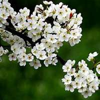 微信梨花头像_高清梨花花朵图片大全