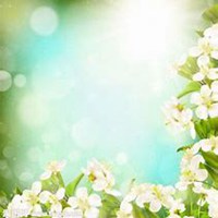 微信梨花头像_高清梨花花朵图片大全