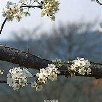 微信梨花头像_高清梨花花朵图片大全