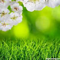 微信梨花头像_高清梨花花朵图片大全