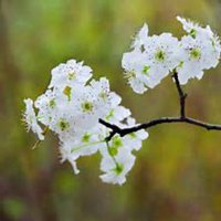 微信梨花头像_高清梨花花朵图片大全