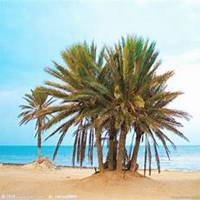 微信椰子树头像_高清椰子树微信头像