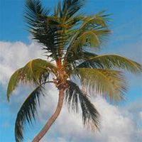 微信椰子树头像_高清椰子树微信头像