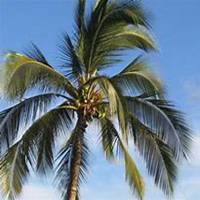 微信椰子树头像_高清椰子树微信头像