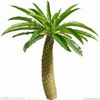 微信椰子树头像_高清椰子树微信头像