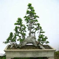 微信榆树头像_高清榆树微信头像