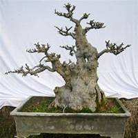 微信榆树头像_高清榆树微信头像