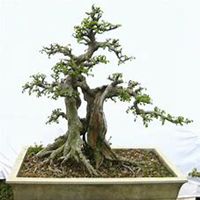 微信榆树头像_高清榆树微信头像