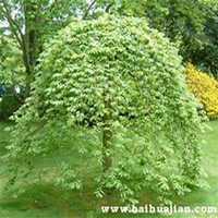 微信榆树头像_高清榆树微信头像