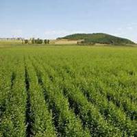 微信榆树头像_高清榆树微信头像