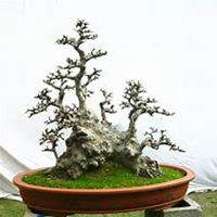 微信榆树头像_高清榆树微信头像