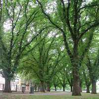 微信榆树头像_高清榆树微信头像