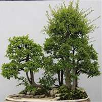 微信榆树头像_高清榆树微信头像