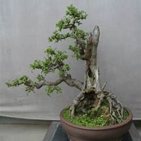 微信榆树头像_高清榆树微信头像