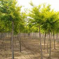 微信榆树头像_高清榆树微信头像