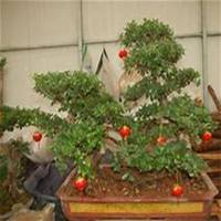 微信榆树头像_高清榆树微信头像