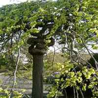 微信榆树头像_高清榆树微信头像