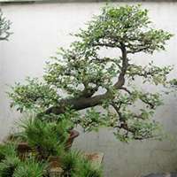 微信榆树头像_高清榆树微信头像