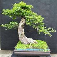 微信榆树头像_高清榆树微信头像