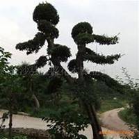 微信榆树头像_高清榆树微信头像