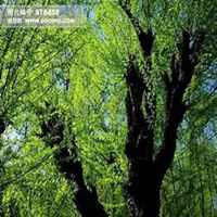 微信榆树头像_高清榆树微信头像