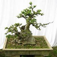 微信榆树头像_高清榆树微信头像