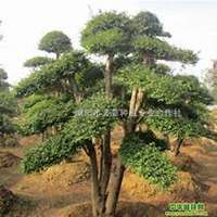 微信榆树头像_高清榆树微信头像