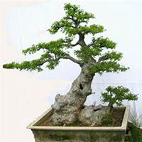 微信榆树头像_高清榆树微信头像