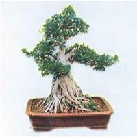 微信榕树头像_高清榕树微信头像