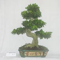 微信榕树头像_高清榕树微信头像