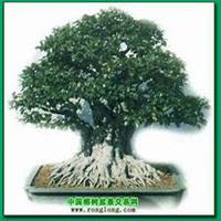 微信榕树头像_高清榕树微信头像