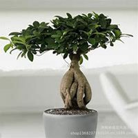 微信榕树头像_高清榕树微信头像