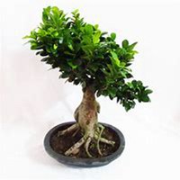 微信榕树头像_高清榕树微信头像