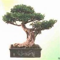 微信榕树头像_高清榕树微信头像