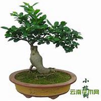 微信榕树头像_高清榕树花朵图片大全