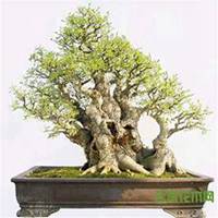 微信榕树头像_高清榕树花朵图片大全