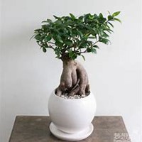 微信榕树头像_高清榕树花朵图片大全